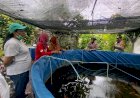 Bhabinkamtibmas-Desa-Kepuh-Kiriman-Cek-Pemanfaatan-Fasum-untuk-Budidaya-Gurami