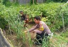 Cek-Pekarangan-Pangan-Bergizi,-Polsek-Gedangan-Dukung-Program-Asta-Cita-Presiden-RI
