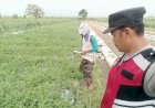 Bhabinkamtibmas-Polsek-Porong-Tinjau-Program-P2B-di-Desa-Kebakalan,-Dorong-Ketahanan-Pangan-Lewat-Budidaya-Semangka-Unyil