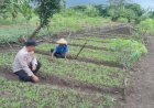 Polisi-Sukodono-Tinjau-Tanaman-Sayur-di-Lahan-Pekarangan-Pangan-Bergizi-Desa-Suruh