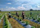 Program-P2B-Dapat-Dukungan-Polisi,-Kanit-Binmas-Prambon-Cek-Lahan-Melon-Warga