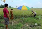 Polisi-bersama-Petani-Pantau-Pertumbuhan-Jagung-di-Sumokembangsri-Balongbendo