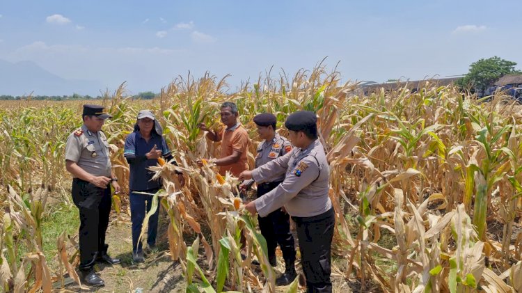 Polsek Prambon Pantau Lahan Jagung di Bulang, Perkuat Ketahanan Pangan Bersama Petani