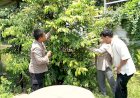 Polsek-Waru-Masifkan-Peran-Bhabinkamtibmas-Cek-Perkembangan-Tanaman-Ketahanan-Pangan