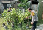 Bhabinkamtibmas-Desa-Kedungrejo-Polsek-Waru-Cek-Perkembangan-Tanaman-Sayur-di-Lahan-Produktif-Fasum-Desa