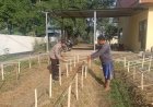 Gelorakan-Swasembada-Pangan-Polisi-Tanam-Cabe-di-Lahan-Polsek-Tamankrocok-Bondowoso