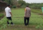 POLRESTA-SIDOARJO-|-Cek-Lahan-P2B,-Polisi-di-Prambon-Dukung-Ketahanan-Pangan-Warga