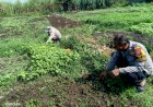 Bhabinkamtibmas-Kenongo-Tinjau-Pertumbuhan-Sayur-untuk-Dukung-Ketahanan-Pangan