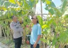Bhabinkamtibmas-Sidokepung-Dampingi-Warga-Budidaya-Pisang-untuk-Ketahanan-Pangan