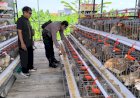 Bhabinkamtibmas-Sidodadi-Sambangi-Peternakan-Ayam-Petelur,-Tingkatkan-Ketahanan-Pangan