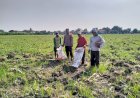 Polsek-Tulangan-Monitoring-Perkebunan-Tebu-dan-Dorong-Swasembada-Pangan-di-Desa-Kajeksan