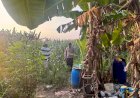 Tanaman-Jagung-Mulai-Berbuah,-Polsek-Gedangan-Intensifkan-Pendampingan-Ketahanan-Pangan