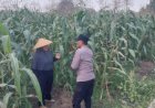 Dukung-Swasembada,-Polisi-Pantau-Jagung-Lebo