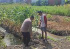 Polsek-Sedati-Pantau-Perkembangan-Tanaman-Jagung-di-Desa-Betro