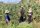 Motivasi-Petani-Desa-Lebo,-Polisi-Optimalkan-Lahan-Jagung-untuk-Ketahanan-Pangan
