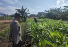 Polisi-Cinta-Petani,-Bhabinkamtibmas-Polsek-Sedati-Kawal-Pekarangan-Pangan-Bergizi-Demi-Sukseskan-Swasembada-Pangan