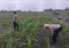Polisi-dan-Petani-Bersinergi,-Polsek-Krembung-Optimalkan-Jagung-Hibrida-untuk-Perkuat-Ketahanan-Pangan-Nasional