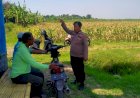 Perkuat-Swasembada-Pangan,-Polsek-Prambon-Sidoarjo-Tinjau-Kesiapan-Lahan-Jagung-di-Desa-Bulang