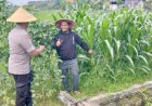 Polsek-Tulangan-Kawal-Ketahanan-Pangan,-Pantau-Lahan-Jagung-Tumpang-Sari-di-Desa-Gelang