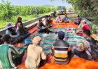 Menjelang-Panen-Raya,-Polsek-Balongbendo-Kawal-21-Hektare-Jagung-Hibrida-Demi-Sukseskan-Swasembada-Pangan