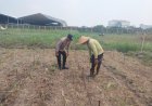 Polsek-Sidoarjo-Kota-Intensif-Dampingi-Perawatan-Jagung-Dukung-Swasembada-Pangan