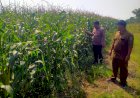 Polsek-Prambon-Cek-Tanaman-Jagung-Usia-75-Hari,-Optimalkan-Ketahanan-Pangan