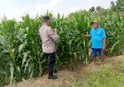Polsek-Tarik-Pantau-Pertumbuhan-Jagung,-Dukung-Penguatan-Ketahanan-Pangan
