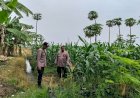 Polsek-Jabon-Pantau-Jagung-Trompoasri,-Petani-Bersiap-Masuki-Tahap-Pemupukan
