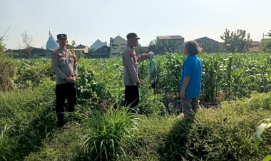 Bhabinkamtibmas-Polsek-Taman-Masifkan-Penyuluhan-Ketahanan-Pangan,-Dukung-Swasembada-Jagung