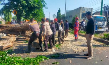 Polisi-Bantu-Evakuasi-Pohon-Tumbang-di-Jalan-Raya-Tebel-Gedangan