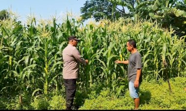 Polsek-Tanggulangin-Dukung-Ketahanan-Pangan,-Upayakan-Keluhan-Petani-di-Desa-Randegan