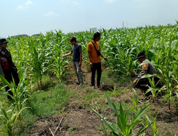 Polresta Sidoarjo Optimalkan Swasembada Pangan, Dampingi Petani Jagung di Krembung