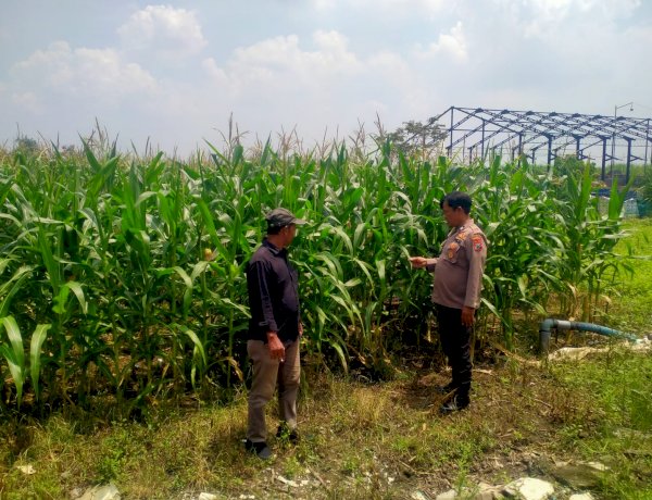 Polresta Sidoarjo Dorong Swasembada Pangan, Bhabinkamtibmas Turun Langsung Cek Lahan Jagung Petani