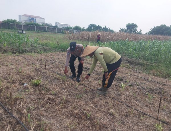 Polsek Sidoarjo Kota Cek Lahan Jagung di Desa Lebo, Dukung Program Ketahanan Pangan