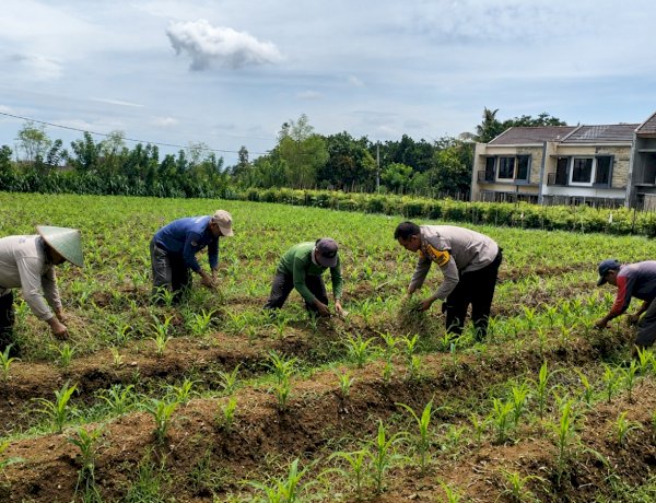 Pak Bhabin Penggerak Ketahanan Pangan, Dampingi Petani Jagung di Kota Malang