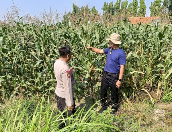 Bhabinkamtibmas Desa Lebo Pantau Perkembangan Tanaman Jagung, Perkuat Ketahanan Pangan dan Swasembada Pangan Nasional