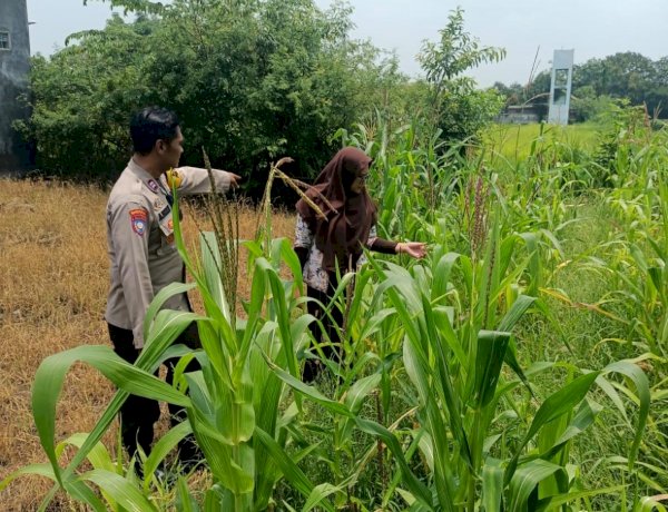 Polsek Krembung Apresiasi Sekolah Turut Dukung Ketahanan Pangan Melalui Tanaman Jagung