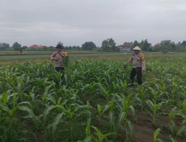 Polsek Krembung Melalui Kanitbinmas Rawat Jagung Hibrida Dukung Swasembada Pangan Nasional
