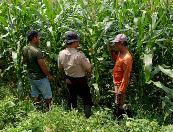 Polsek Balongbendo Dukung Swasembada Pangan, Optimalkan Perkembangan Tanaman Jagung Hibrida