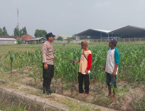 Dampingi Petani Optimalkan Ketahanan Pangan, Polsek Sidoarjo Kota Motivasi Perawatan Jagung di Desa Lebo