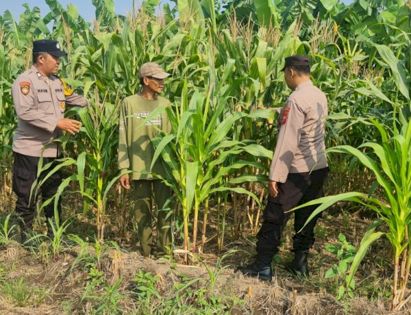 Polisi Cinta Petani, Polsek Candi Intensif Dampingi Petani Pantau Pertumbuhan Jagung Demi Sukseskan Ketahanan Pangan