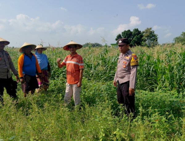 Dukung Asta Cita Presiden Prabowo, Polsek Tulangan Sidoarjo Kawal Ketahanan Pangan Lahan Jagung di Kemantren