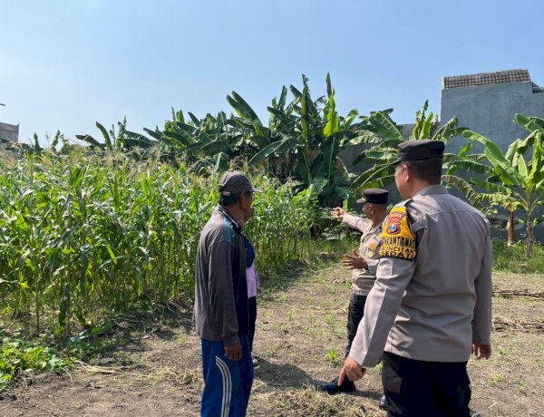 Genjot Pekarangan Pangan Bergizi, Polsek Sedati Sidoarjo Targetkan Lahan Jagung Desa Betro Sukses