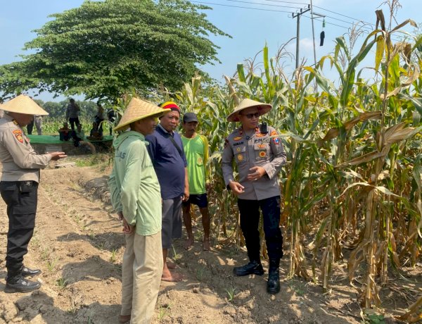 Dukung Ketahanan Pangan, Kapolsek Balongbendo Ajak Diskusi Petani Siapkan Panen Jagung