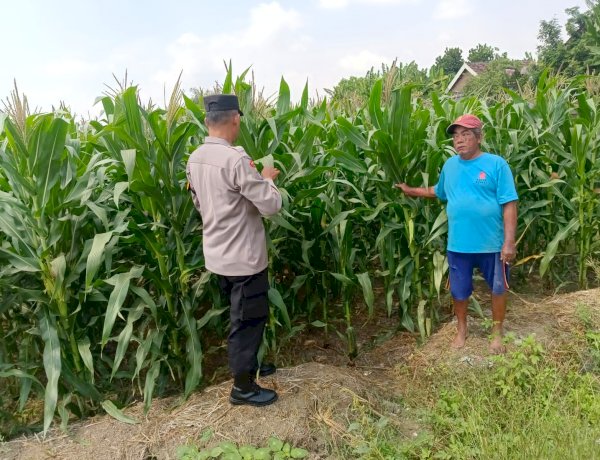 Polsek Tarik Pantau Pertumbuhan Jagung, Dukung Penguatan Ketahanan Pangan