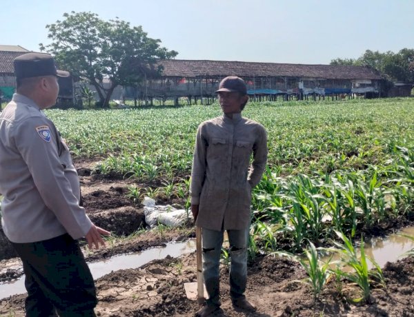 Polsek Prambon Masifkan Pendampingan Petani, Optimalkan Lahan Jagung Dukung Ketahanan Pangan
