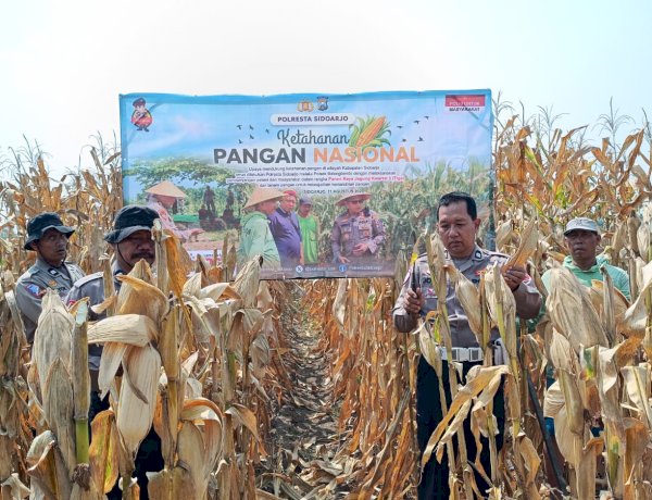 Jelang Panen Raya, Polsek Balongbendo Pastikan Lahan Jagung Tiga Hektare Siap Dipanen