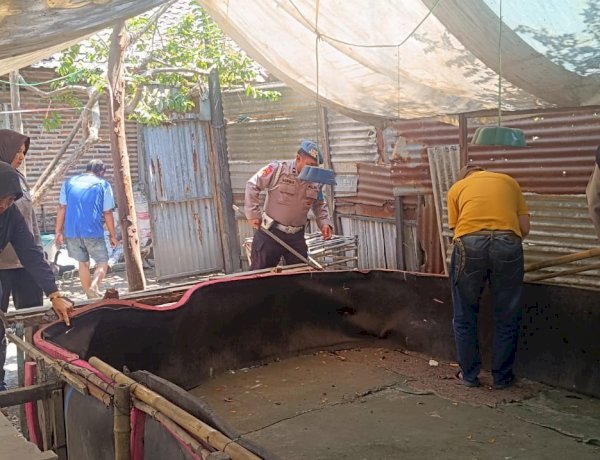 Polsek Krian Bongkar Arena Sabung Ayam di Ponokawan