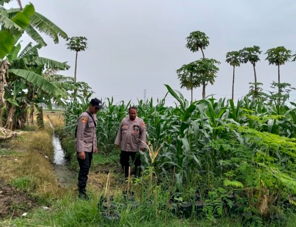 Polsek Jabon Pantau Jagung Trompoasri, Petani Bersiap Masuki Tahap Pemupukan