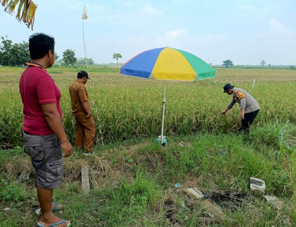 Polisi bersama Petani Pantau Pertumbuhan Jagung di Sumokembangsri Balongbendo